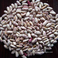 Chinese New Crop Light Speckled Kidney Bean